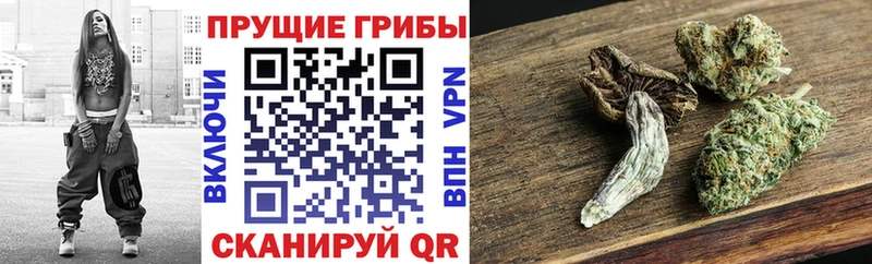 Псилоцибиновые грибы Cubensis  где можно купить наркотик  Шацк 